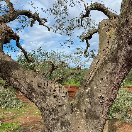 Apartment Trullo Pinto Locorotondo